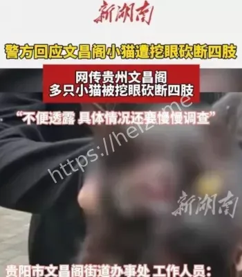 文昌阁虐猫